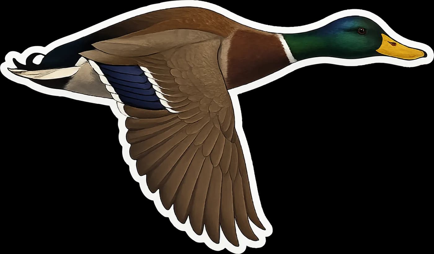Big Bag Bass Club — Mallard illustration